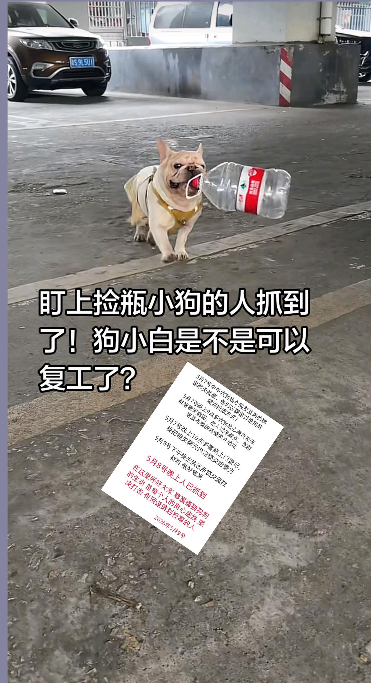 捡瓶小狗可以放心复工了！盯上捡瓶小狗的人抓到了！狗小白是不是可以复工了？