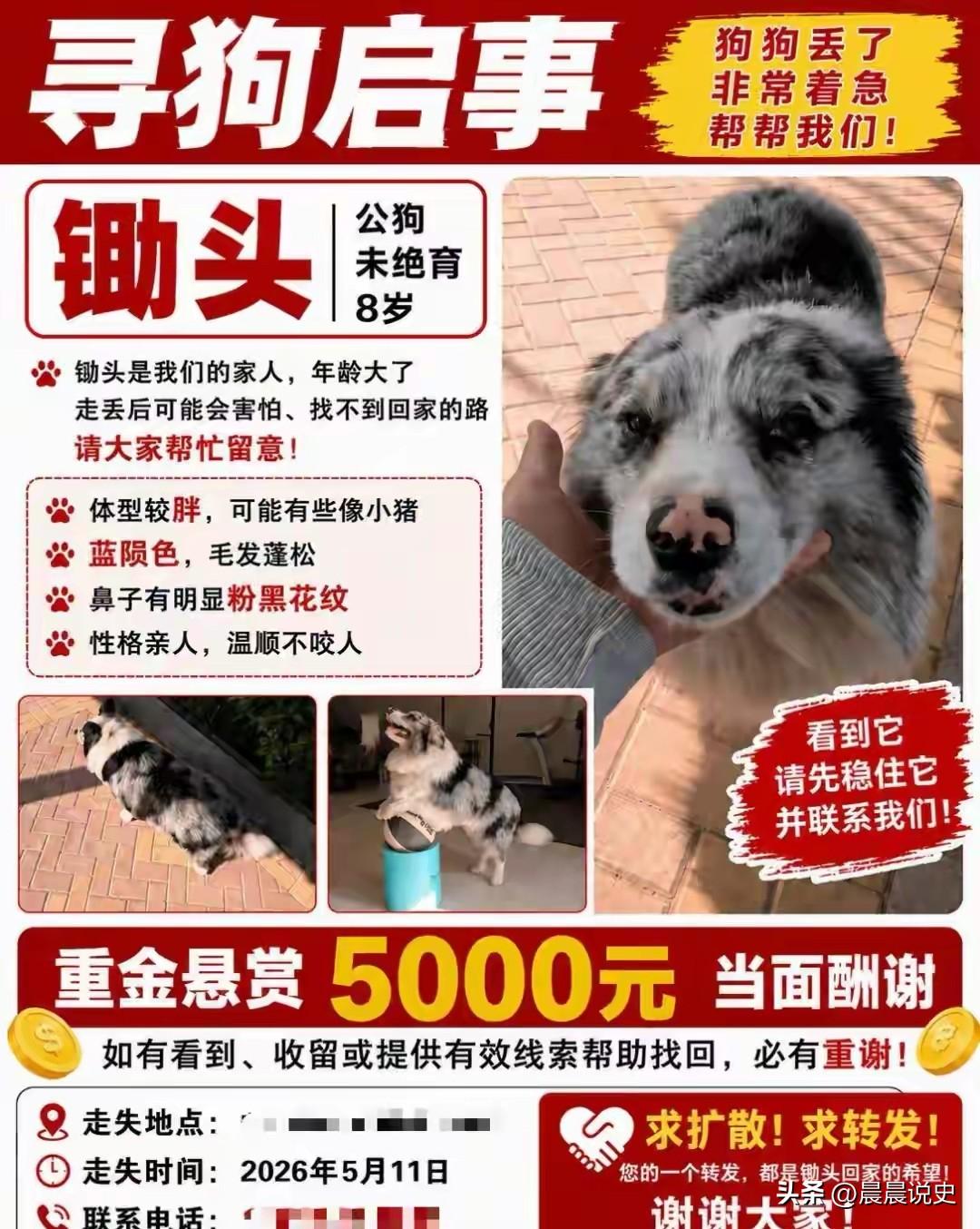 百万粉丝网红边牧被陌生男女带走以180元卖掉宰杀，主人悬赏5000元寻找，民警上