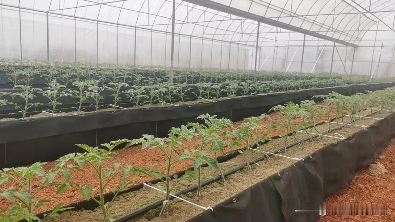我现在才明白，什么是“农业示范园”！
简单说，就是示范如何花政符钱、如何赔钱的园