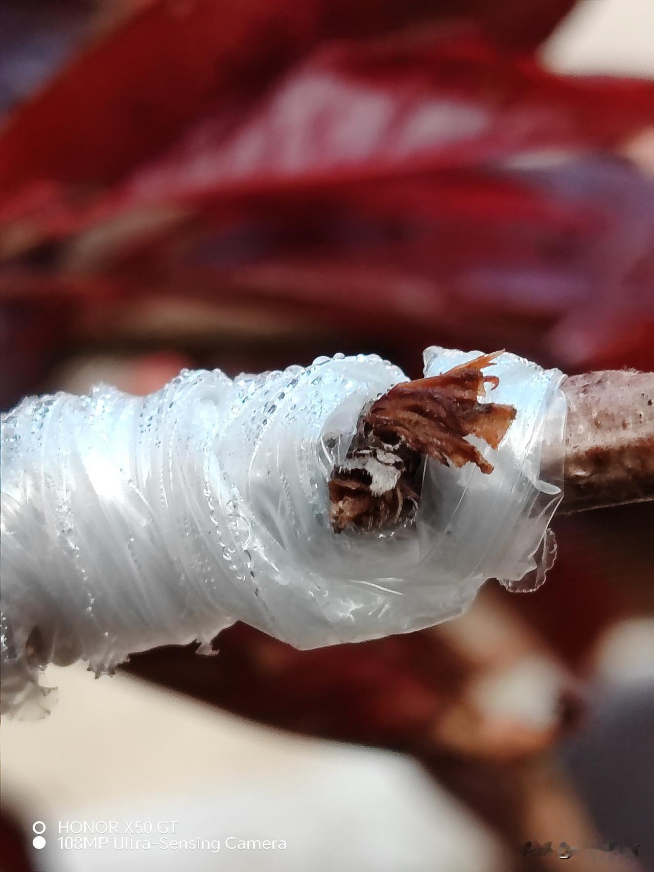 老翁在红碧桃树上嫁接了双色碧桃，今天发现接穗已经成活发出了嫩芽！
明年在家就可以