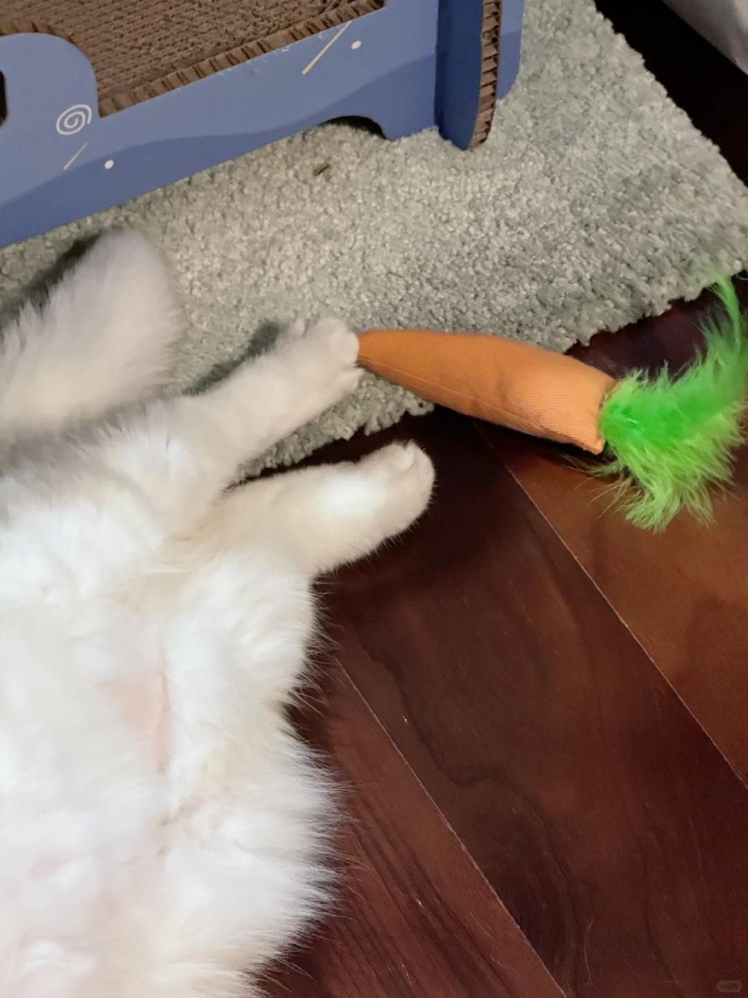 最后一次用iphone记录我的小猫🐱