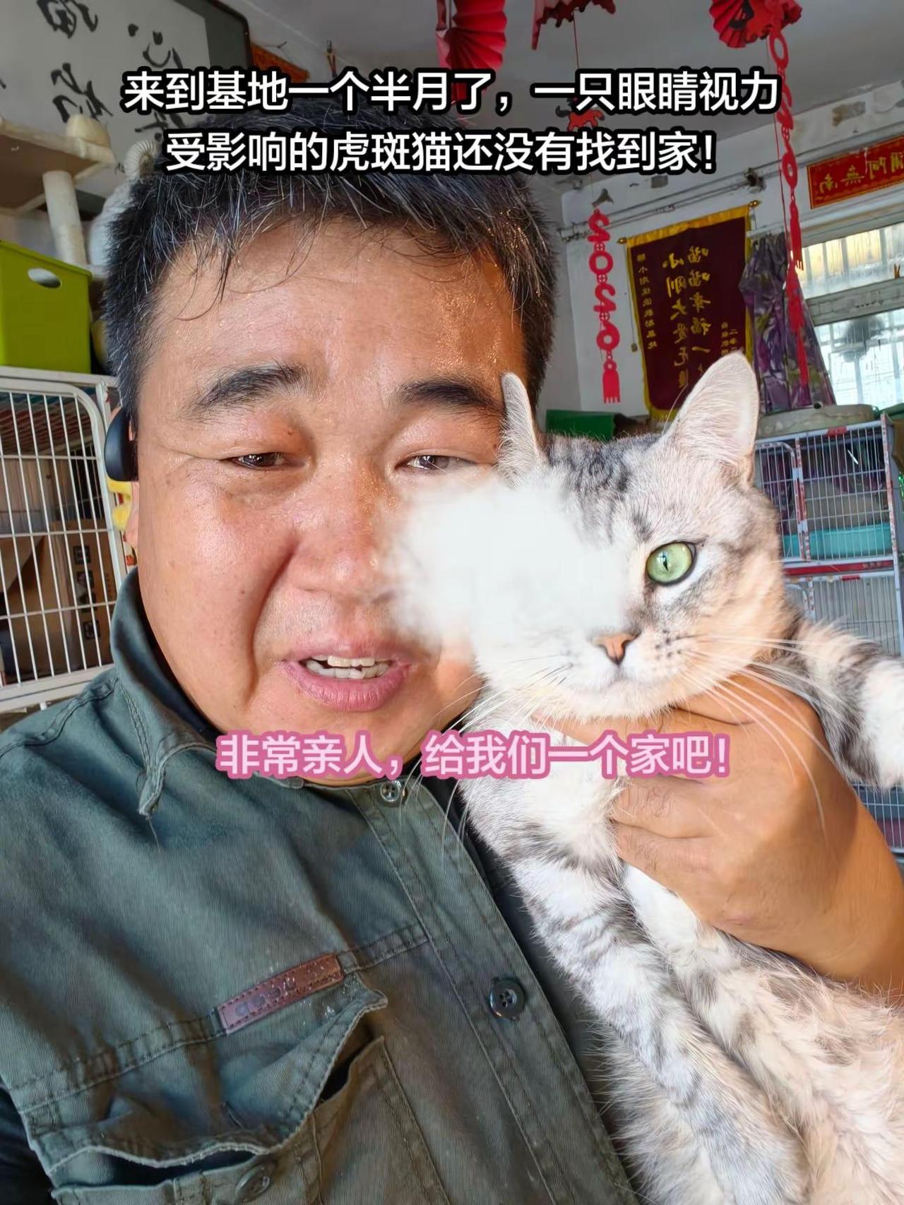 大家看看多么亲人，多么好的虎斑猫，就是因为一只眼睛视力受影响，到现在还没有找到家