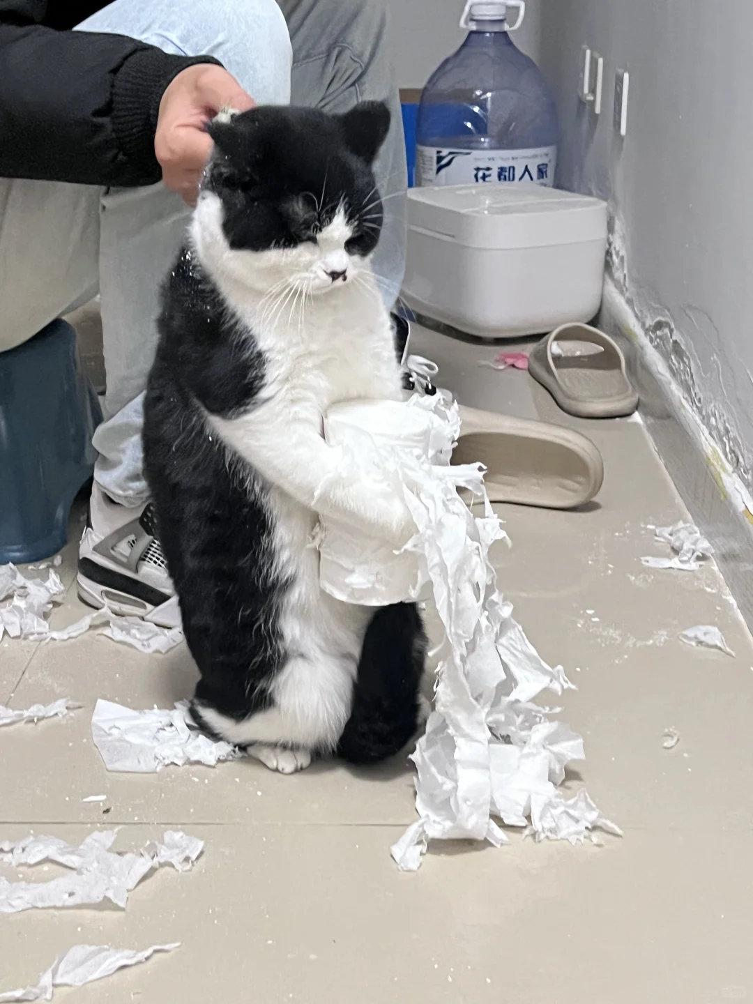 我家奶牛猫把卫生纸撕成这样！满地纸屑还一脸无辜，刚才摸它的时候还乖乖的，这会就开