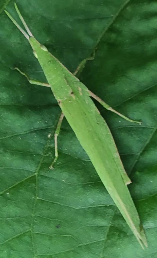 有谁能够说出图中小东西在你们那里的土话里叫啥名儿？
       小时候每年到这