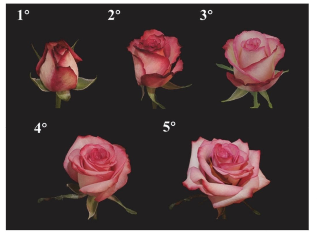 宝华月季通过国家林草局初审这个“宝华”刚出来就知道会通过。但叫“刘宝华”恐怕就不