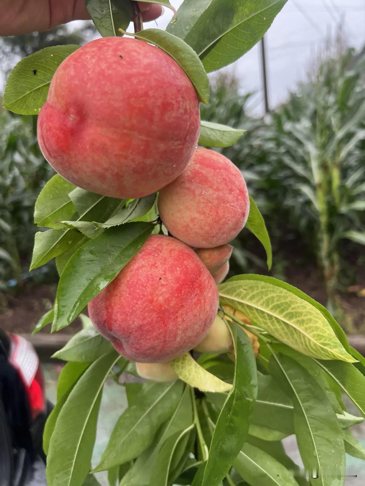 今天吃水果了吗您？
