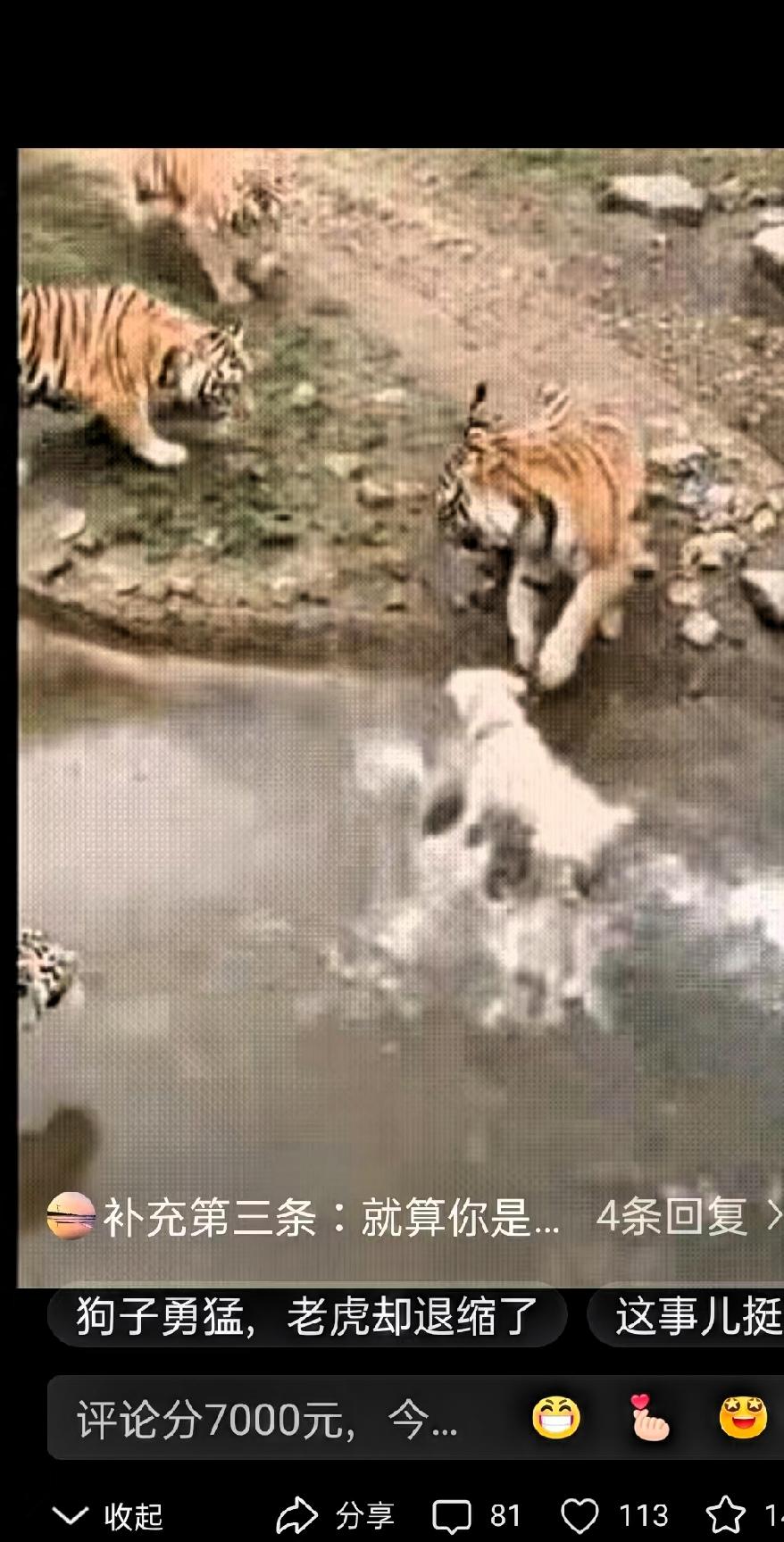 一群人在动物园围栏外观看老虎，突然间，一男子把一只狗子推了下去，围观的人都傻了，