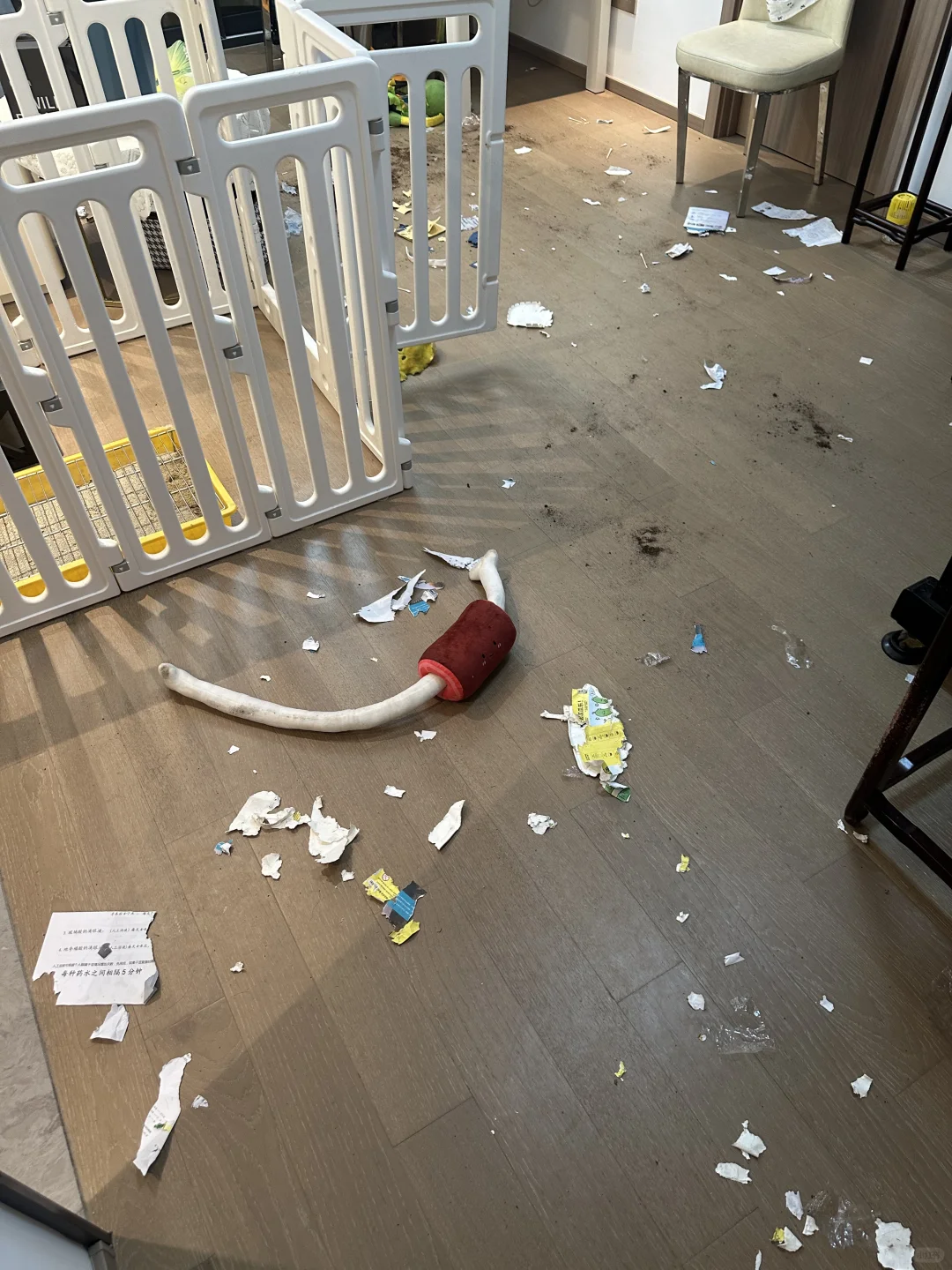 都去养狗吧 养不被定义的狗