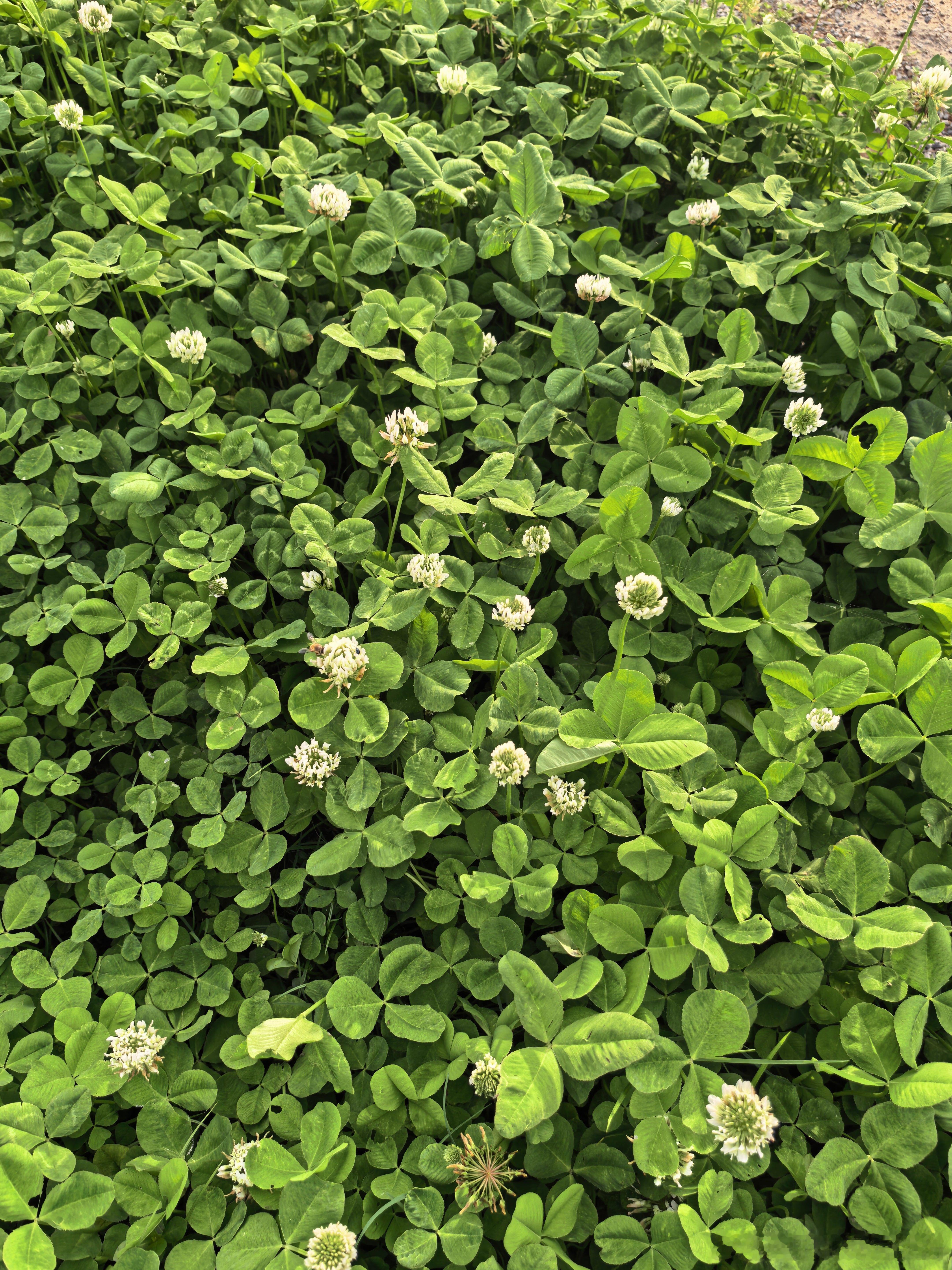 遍地三叶草。而真龙是四叶草。 