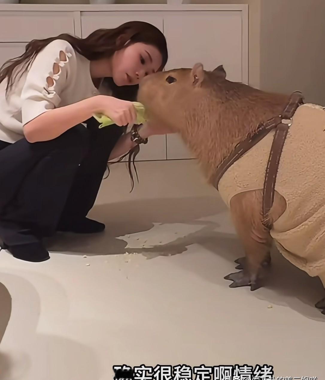 直播间蹲着喂卡皮巴拉时，商务突然插话：“别提情绪稳定”。
你看见的是宠物互动，他