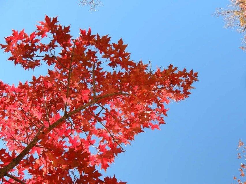 晒图笔记大赛小山村的秋色是不是也很迷人？