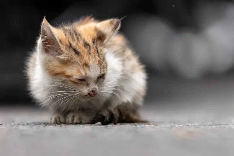 下班路上被一只小流浪猫治愈了🥺
本来拖着一身疲惫赶路，它突然从路边窜出来，圆溜