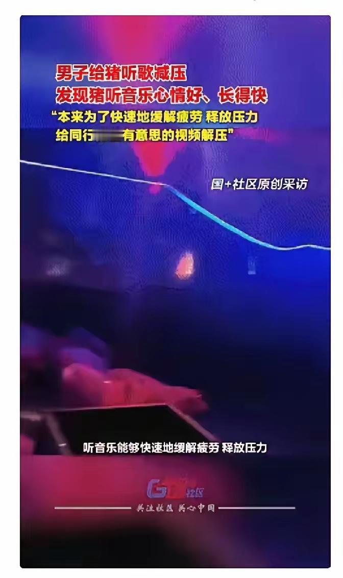 近日广西桂林，男子因为养猪实在无聊，就在猪舍中安装了一套音乐设备，让男子边听歌边