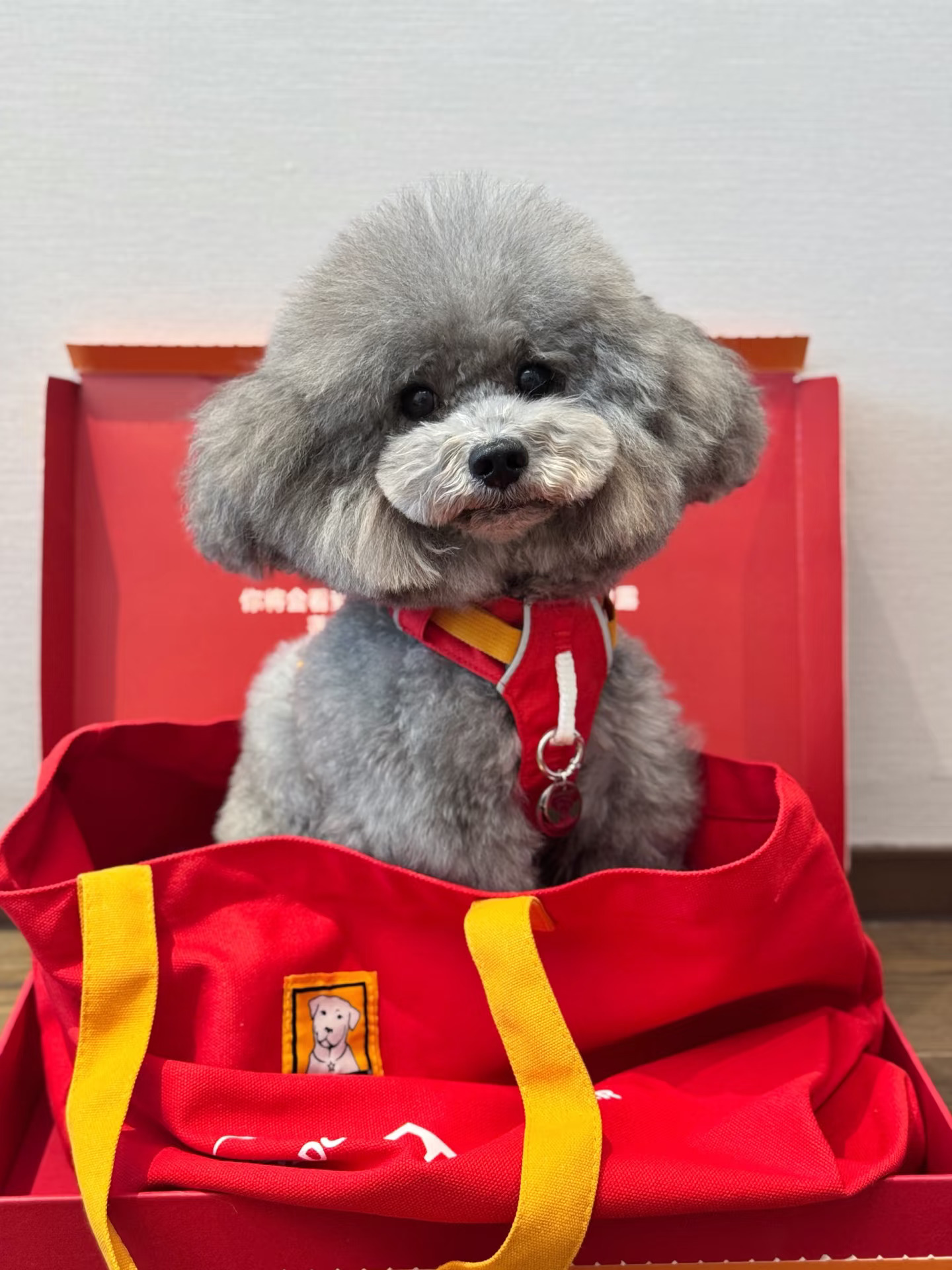 拉夫中国限定之灰皮小狗