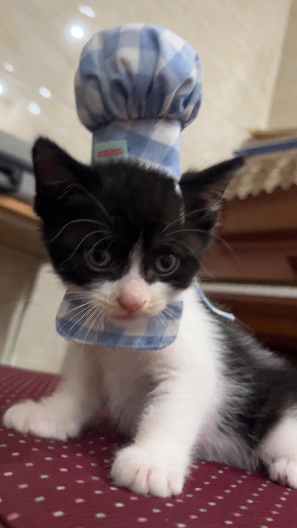 料理猫王 