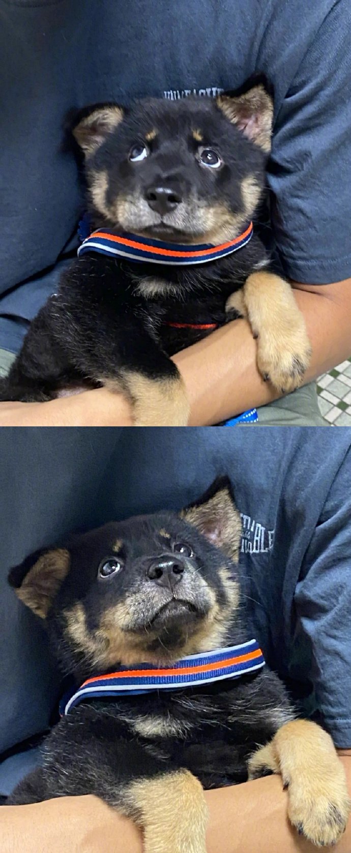 一只超级可爱乖巧，表情丰富的田园犬小公主～名字叫米袋