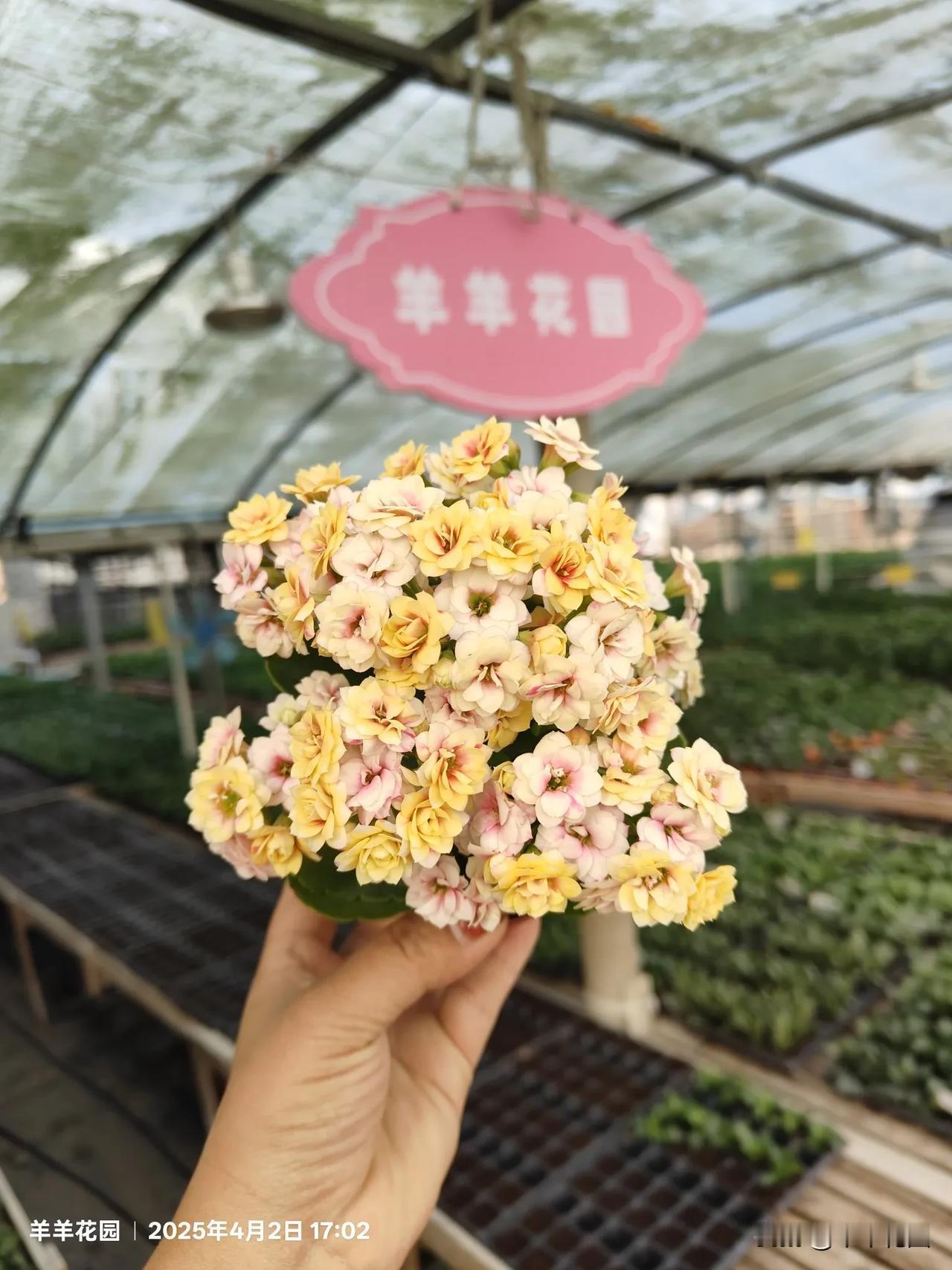 是不是长寿花特别招人爱呢?羊羊花园