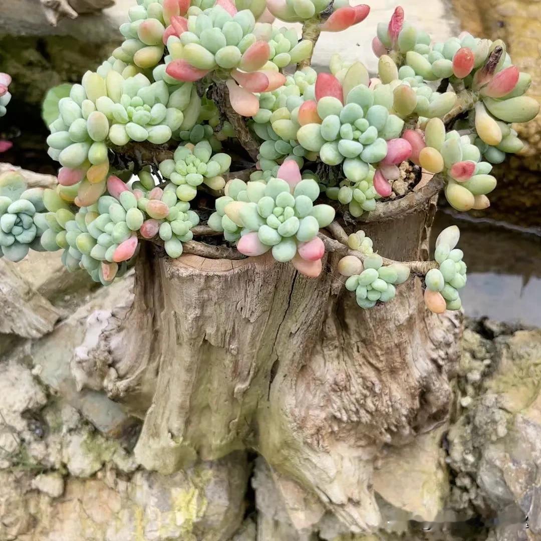#秋日生活记录# 
自己的劳尔已放弃，那就欣赏一下别人家的吧。
