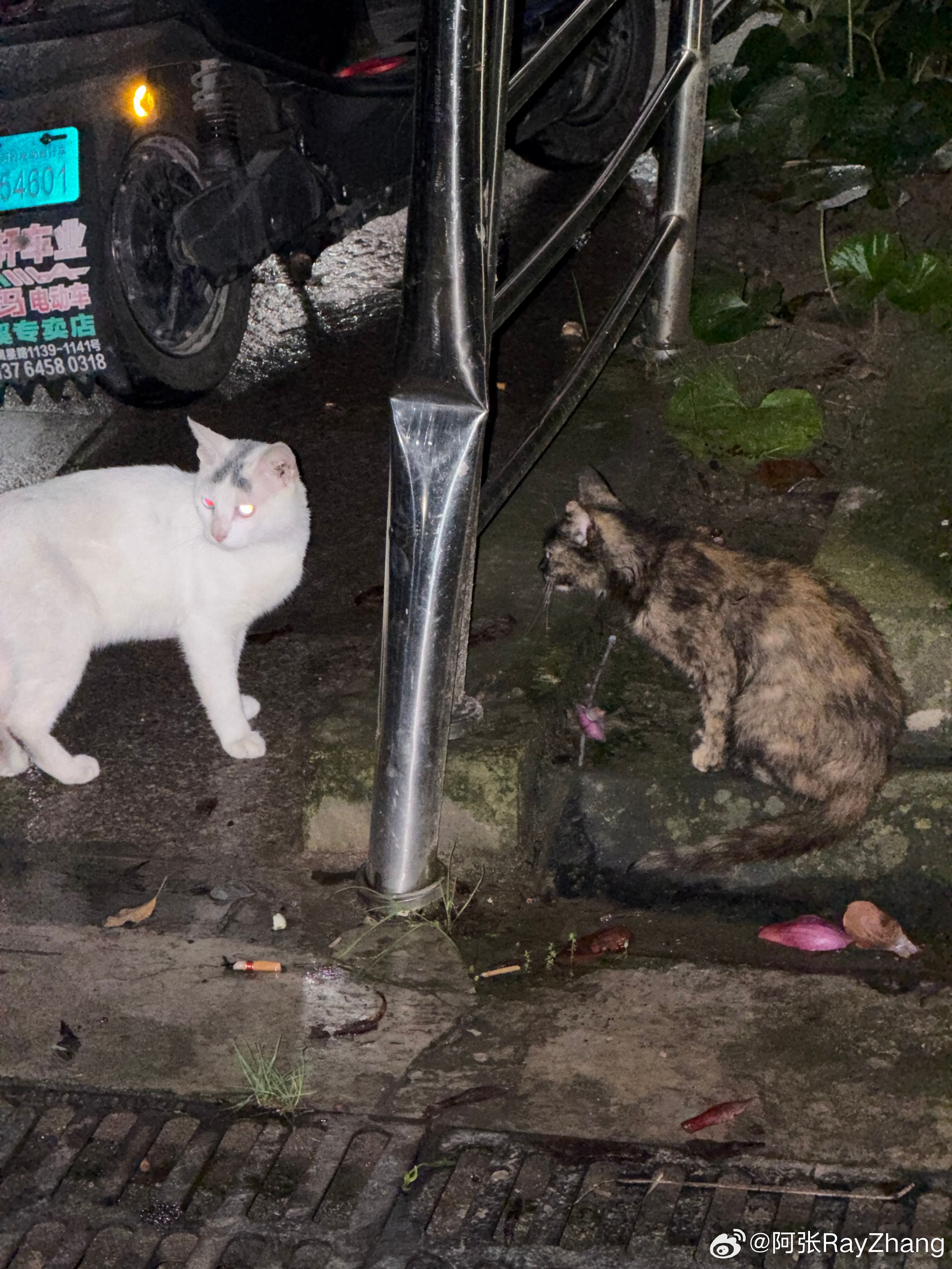 这猫头上有阴毛 