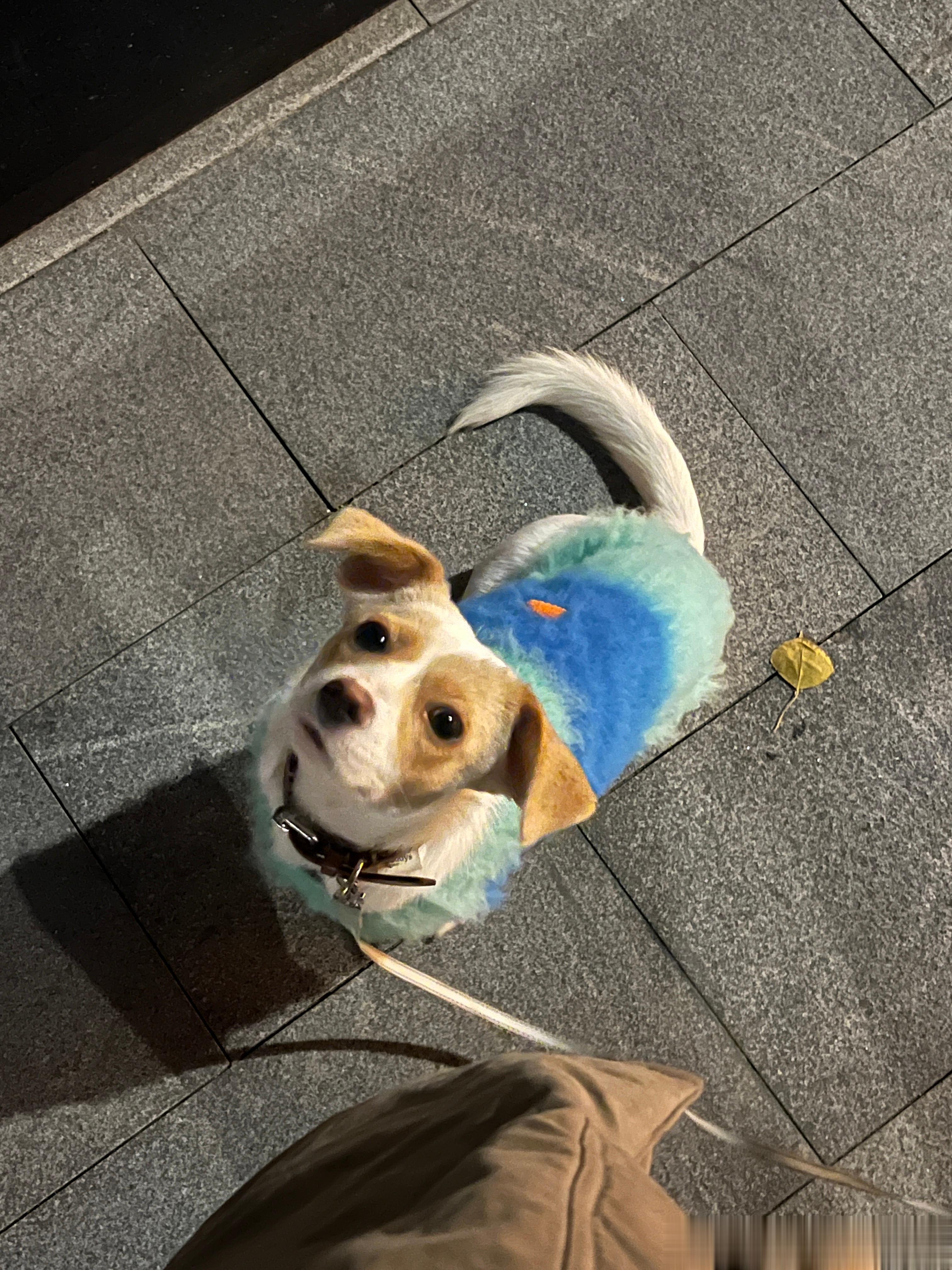 《小记》遛狗的时候遇到一只横穿马路的猫咪，leo突然说白天好像看见宠物店发过和小