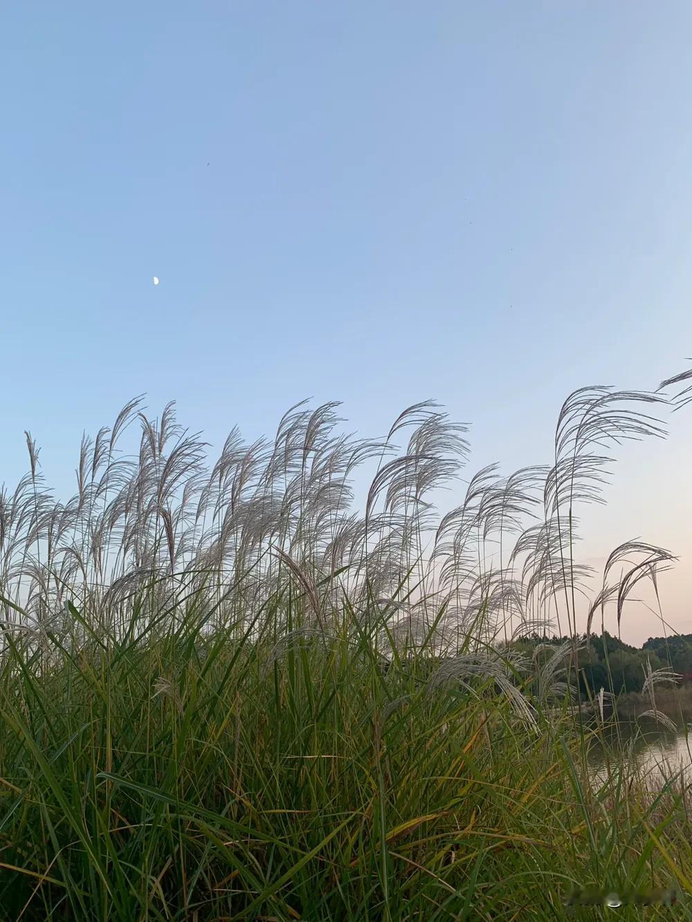 【啰唝曲·冬日闲赋】1
风鸽（重庆  张晓峰）
一
叶落清秋尽，蝉噪始方休。
风