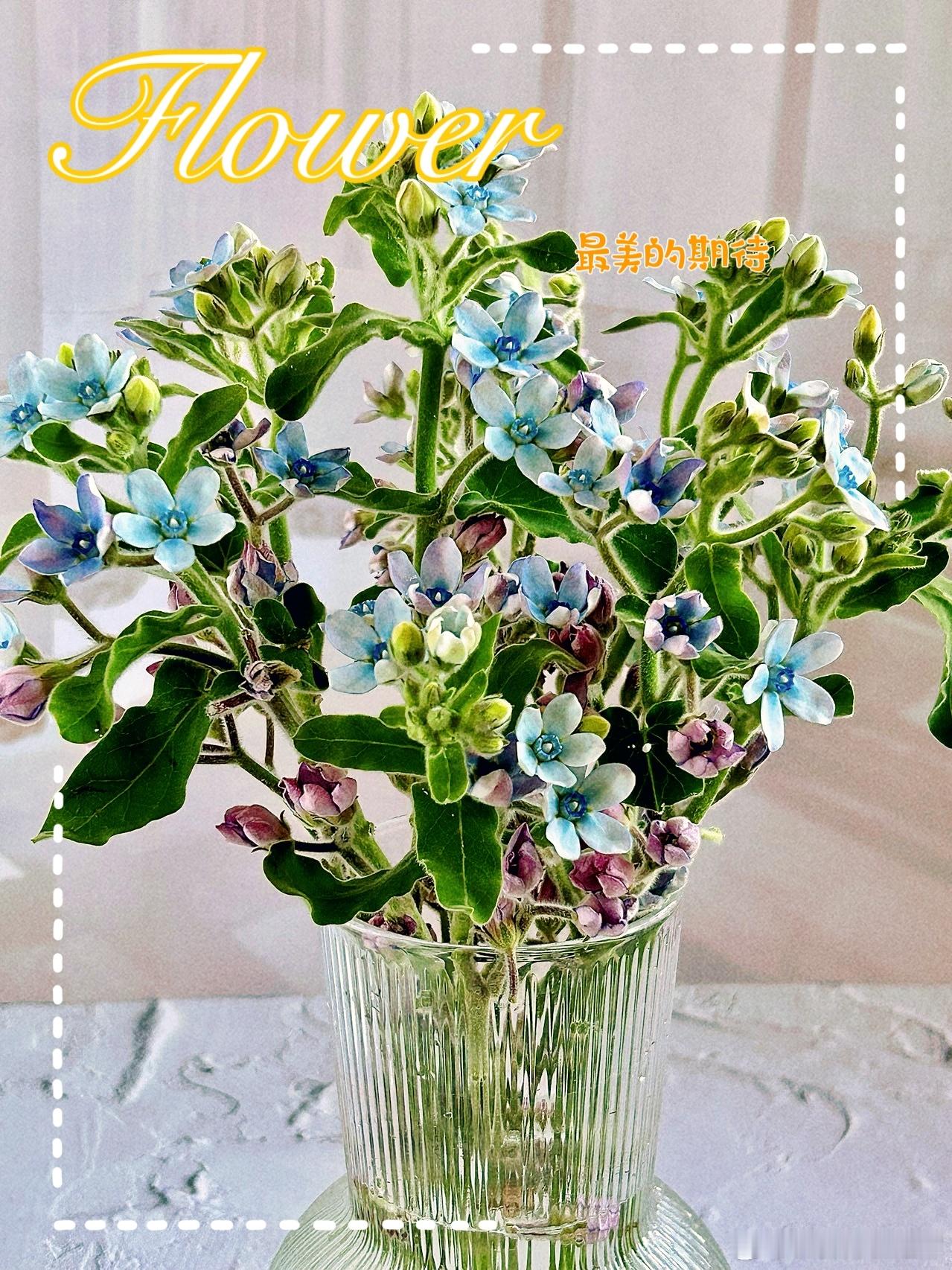 #早安# 一个人的心里装满了花花草草，生活中就少了些是是非非，心若简单，人就快乐