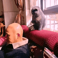 主人坐在沙发上看手机，蓝猫爬到沙发靠背上伸出一只前爪去摸他的光头。主人回头一声吼