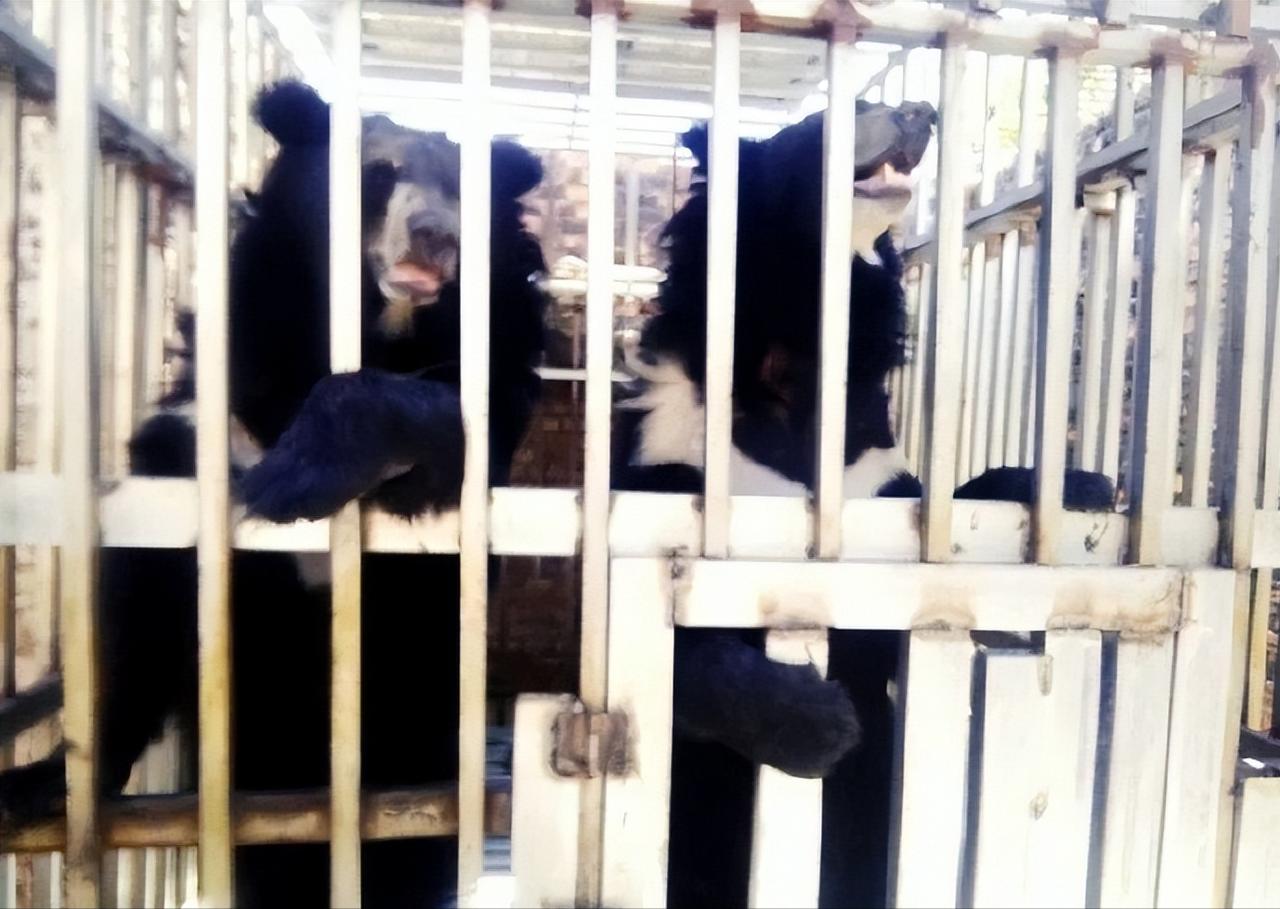 泰军控制柬埔寨一赌场发现狮子黑熊

当地时间12月22日，泰海军陆战队特遣部队控