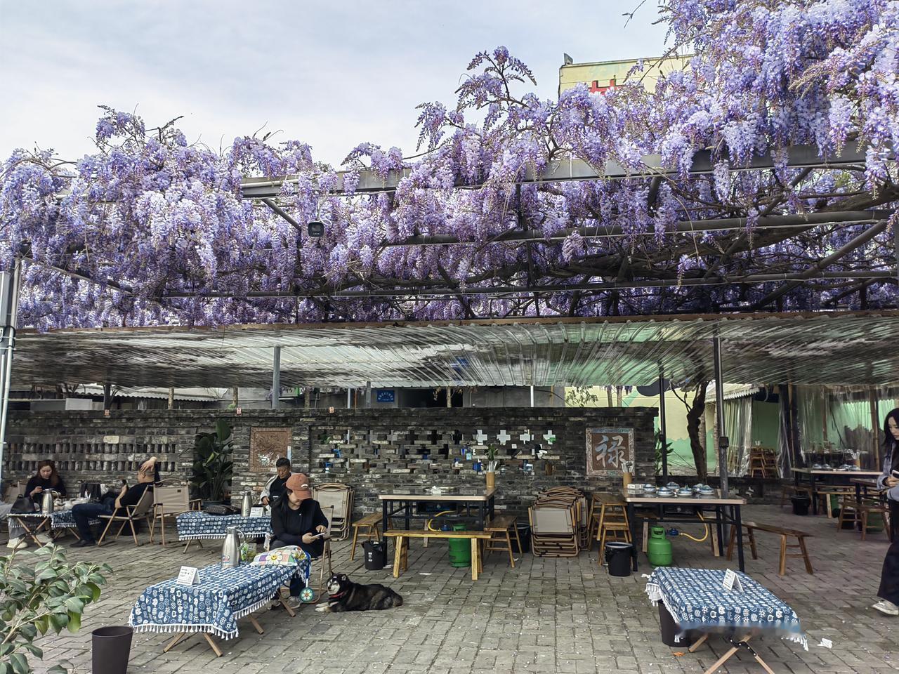 成都•芳华微马公园芳华紫滕

芳华紫滕在芳华微马公园内，拥有长5公里，种植有皇室