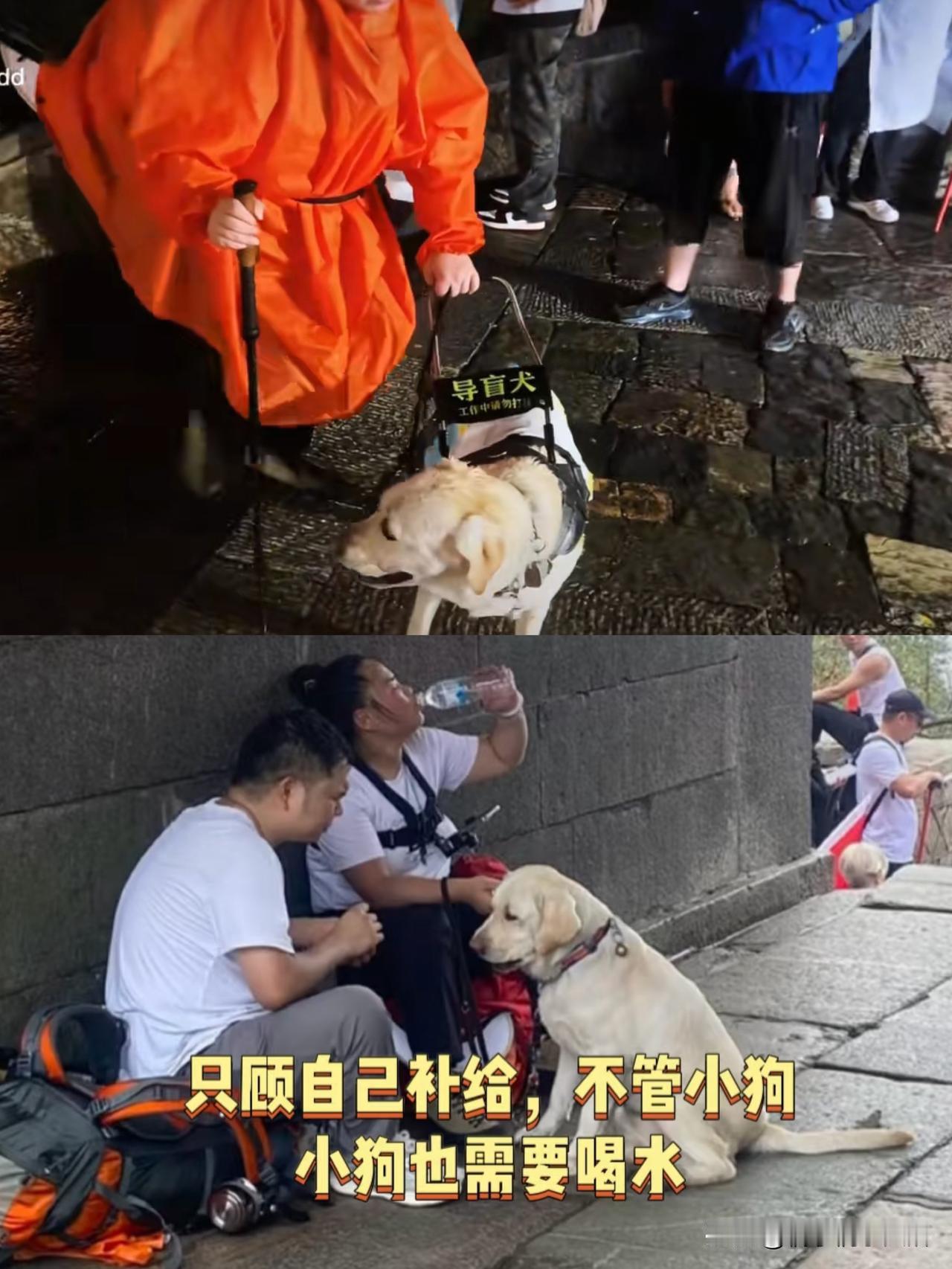 刷到视频里芬迪陪主人爬泰山，全程淋雨没防护就算了，爬台阶时，芬迪以为这是障碍物想