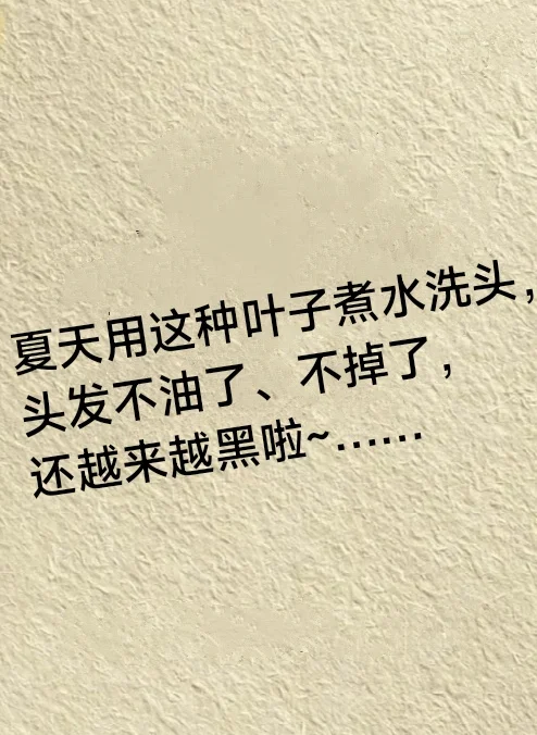 夏天用这种叶子煮水洗头，头发不油、不掉