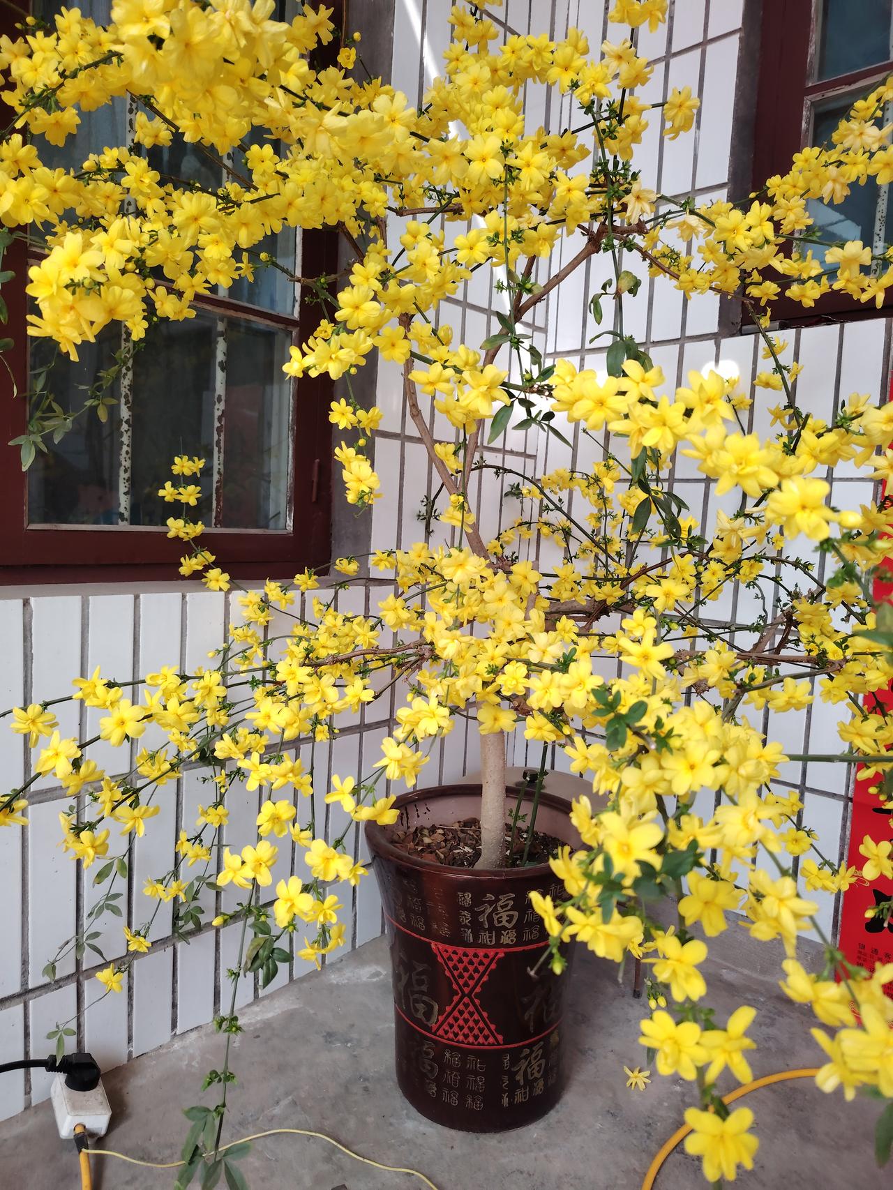 大朵迎春花。盛开在农家。花期长，花朵大。风光秀丽。
