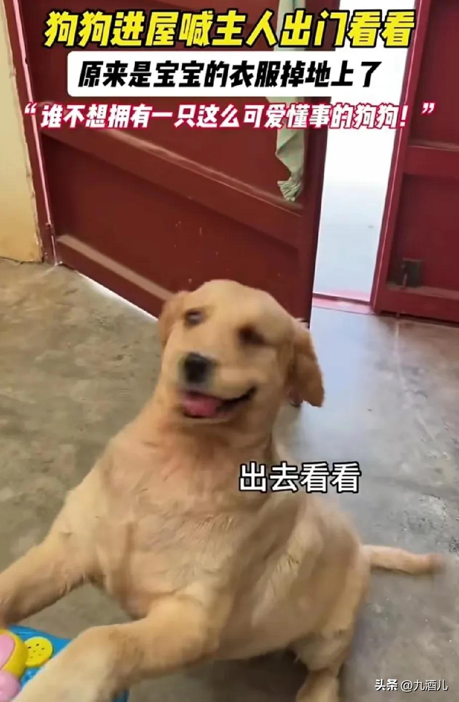 小狗可以聪明到什么程度？
狗狗进屋喊主人出去看看，
究竟门外发生什么事情呢？
原