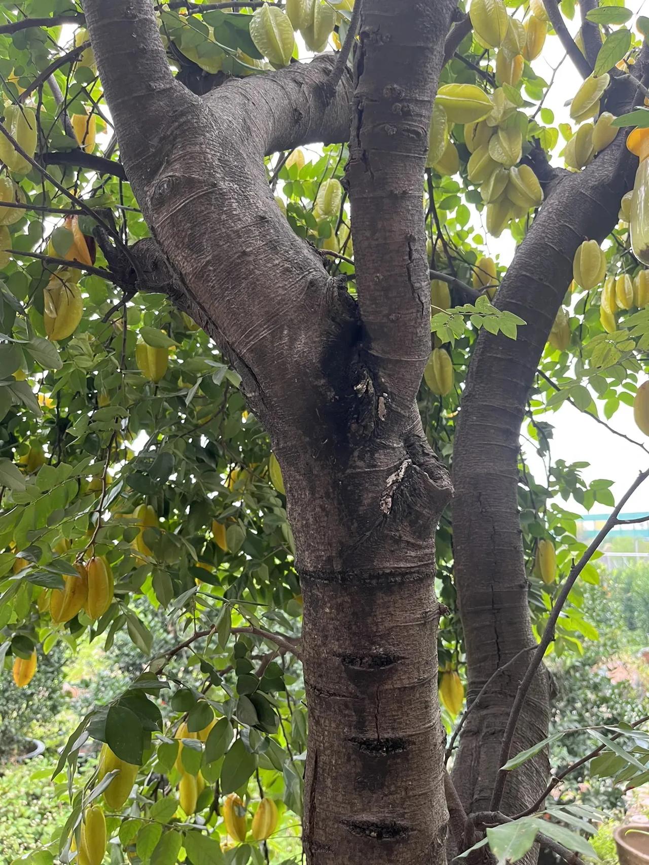 家里种有小果园，全部种上这种水果。此种水果清甜可口，未熟时嫩绿色，清脆爽口，熟透