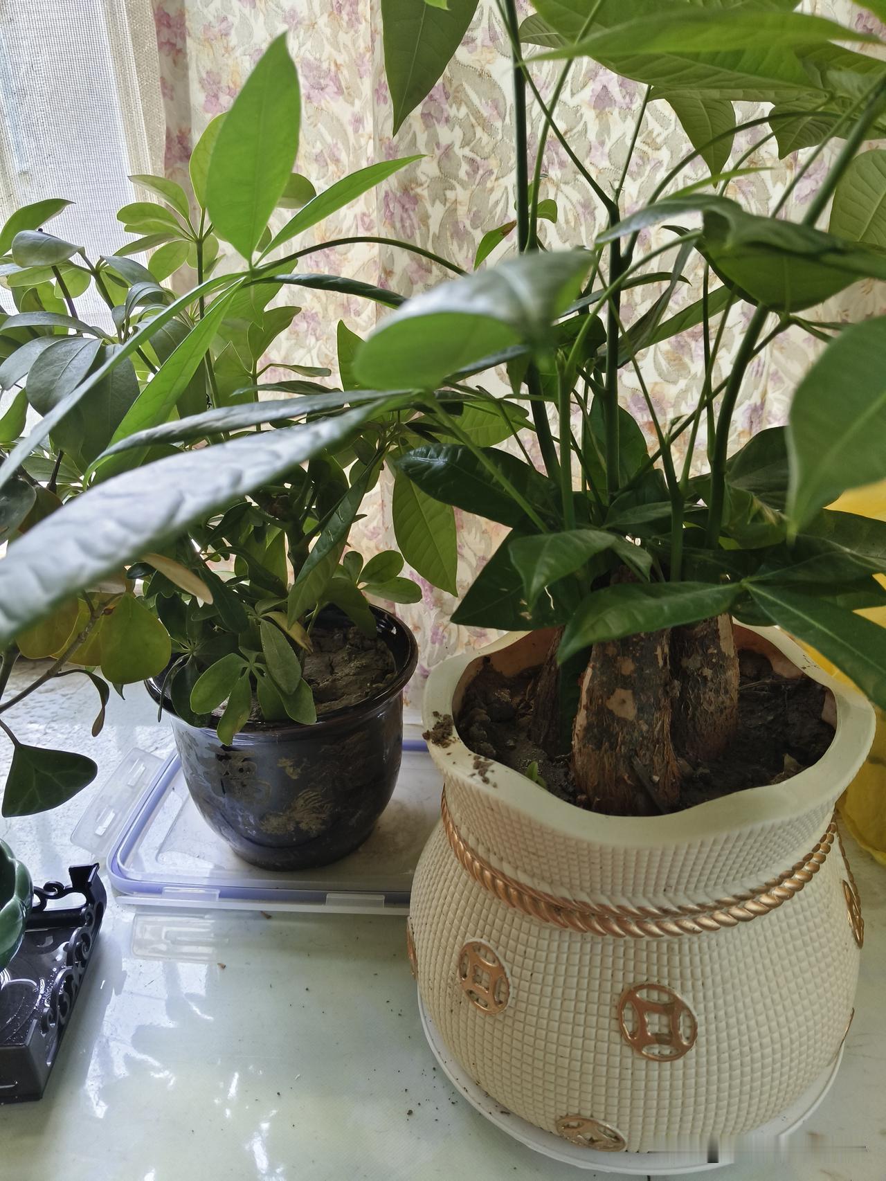绿意盎然，生机勃勃的室内绿植，让生活充满自然气息。自然风绿植 室内外好养绿植 室