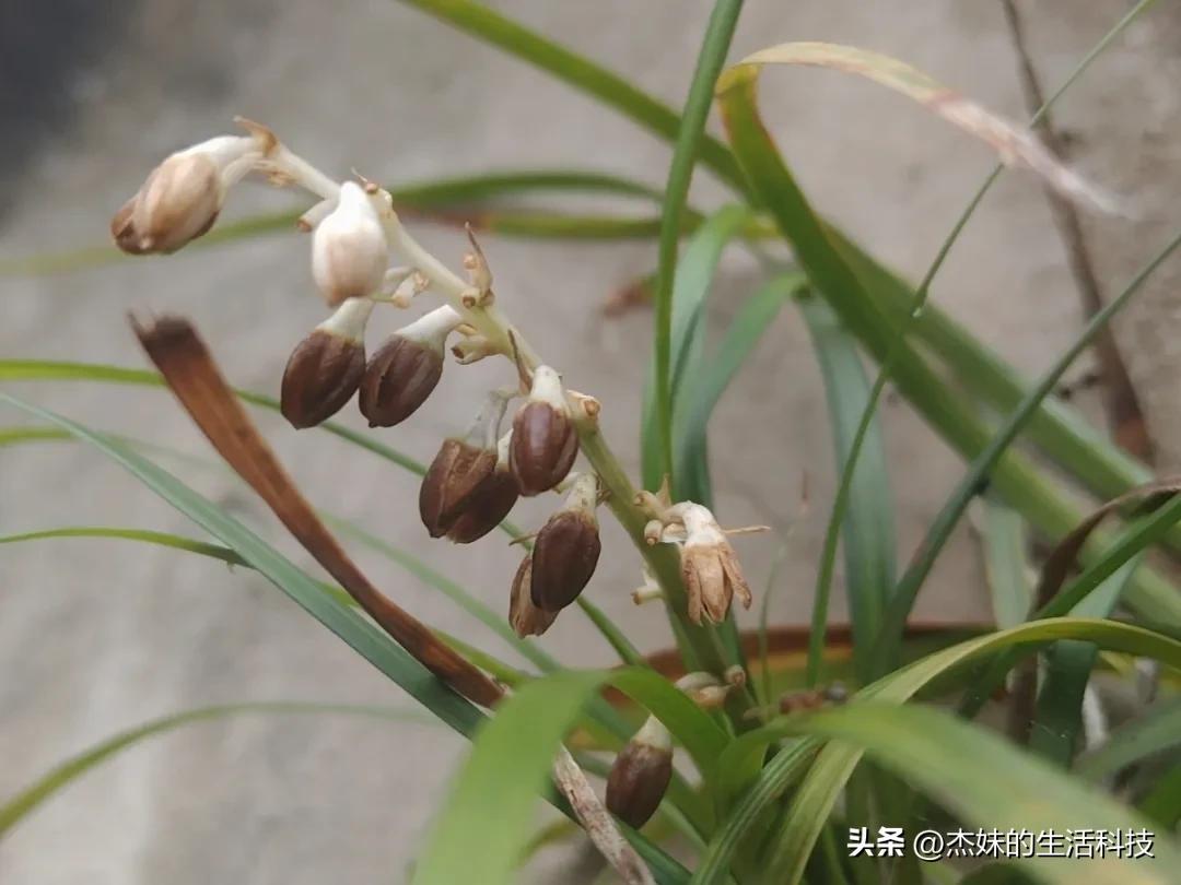 终于看到上次我捡到的那颗“珍珠”的本尊啦！原来长在了这个混泥土石崖上，难怪当时没
