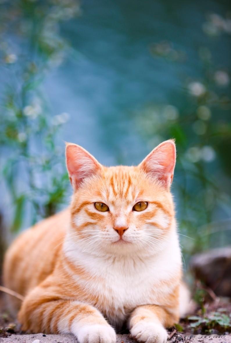 柿子树下有只猫院里的柿子