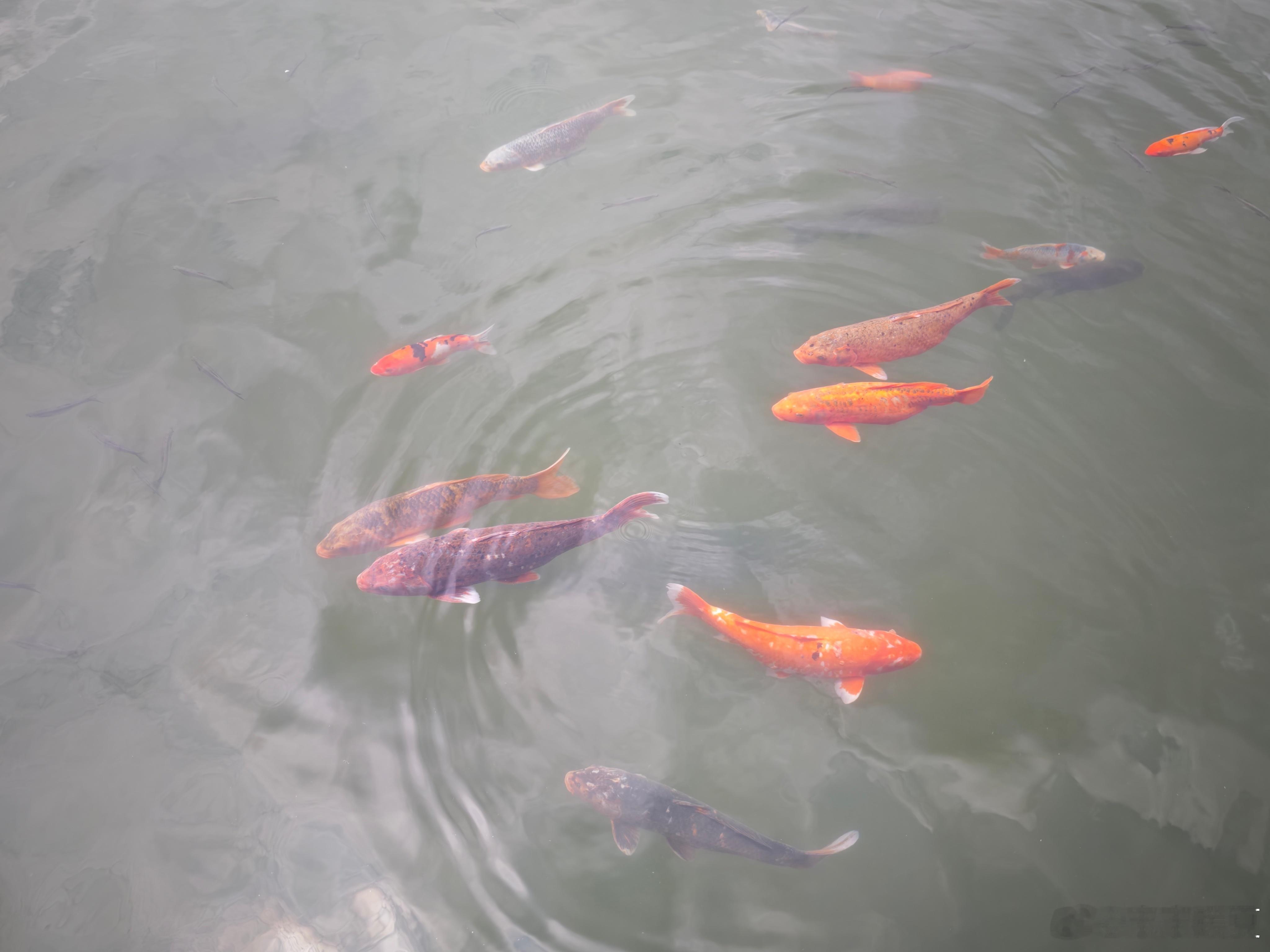 美好生活看浙里 看那池中小鱼悠游，乌龟慢爬，好一幅自在画卷。遇见美好