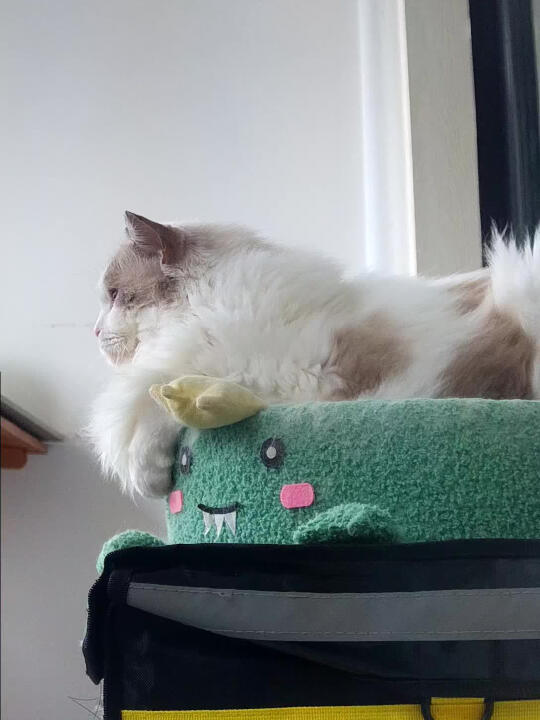 我们卷卷的小脑袋里在想什么呢