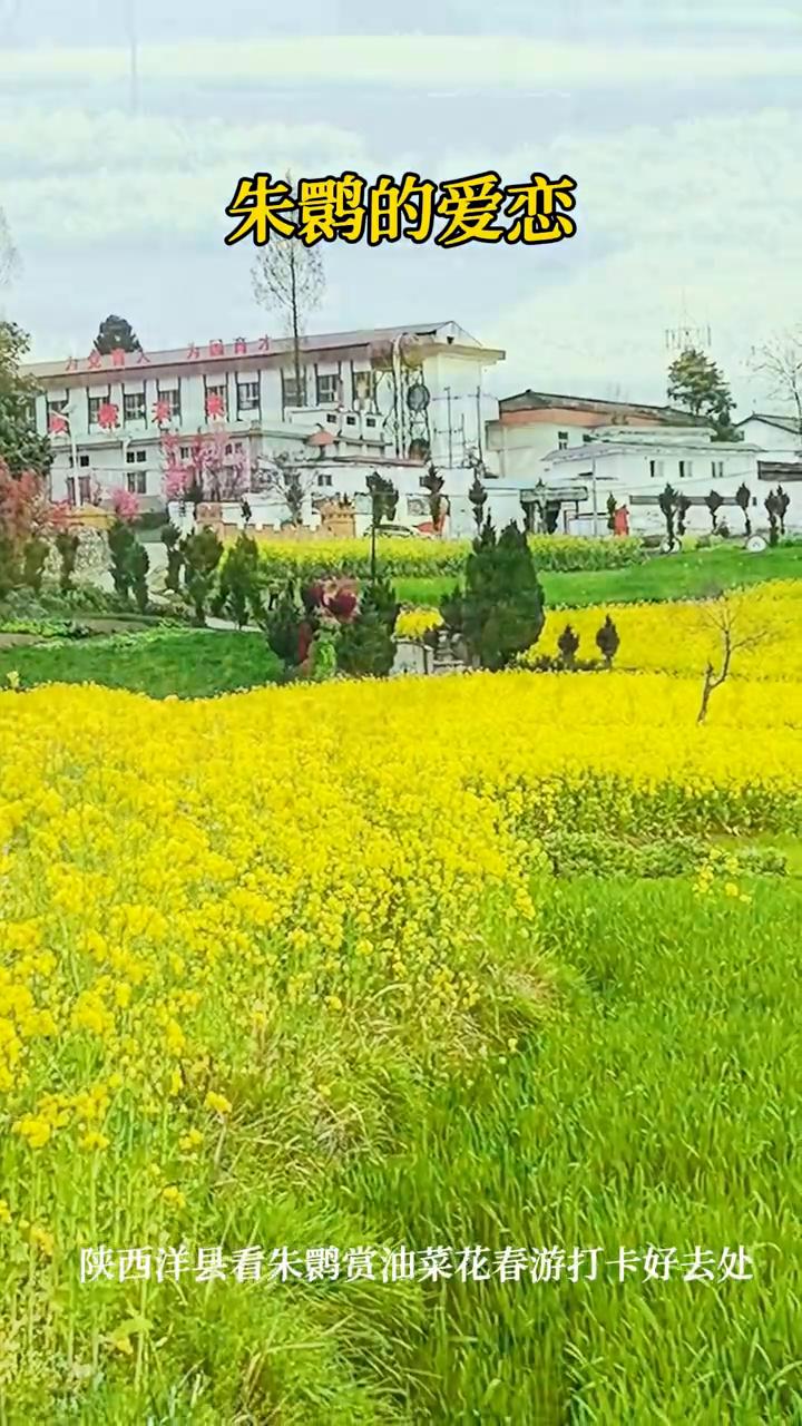 朱鹮的爱恋。
陕西洋县看朱鹮赏油菜花，春游打卡好去处。
