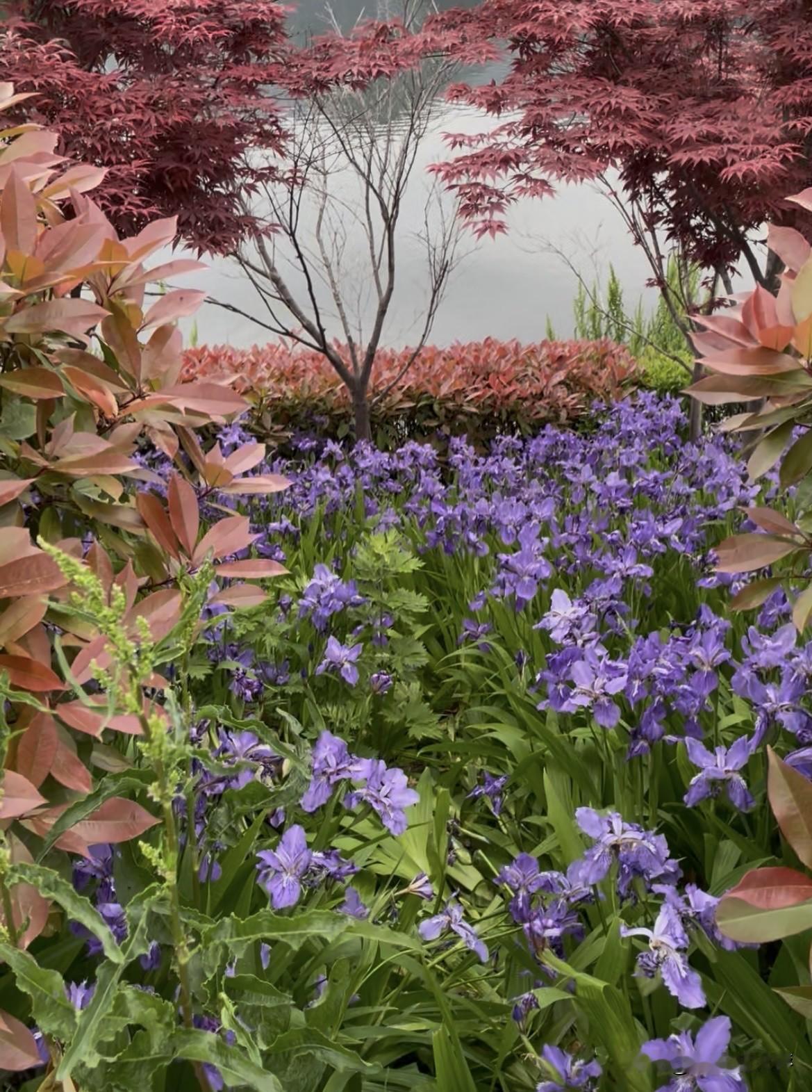 下图这些美丽的紫色小花，是这个季节很常见的鸢尾花，道路两旁、田野里、风景区，都能