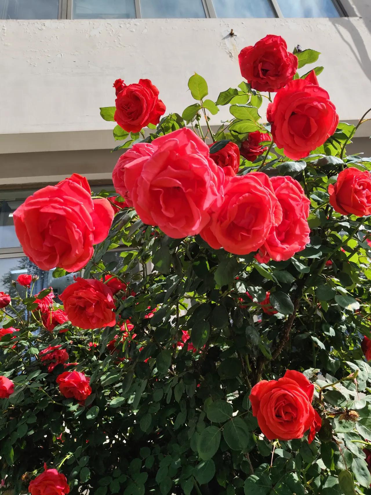 早上好，[玫瑰][玫瑰][玫瑰][送自己一朵花][送自己一朵花][送自己一朵花]