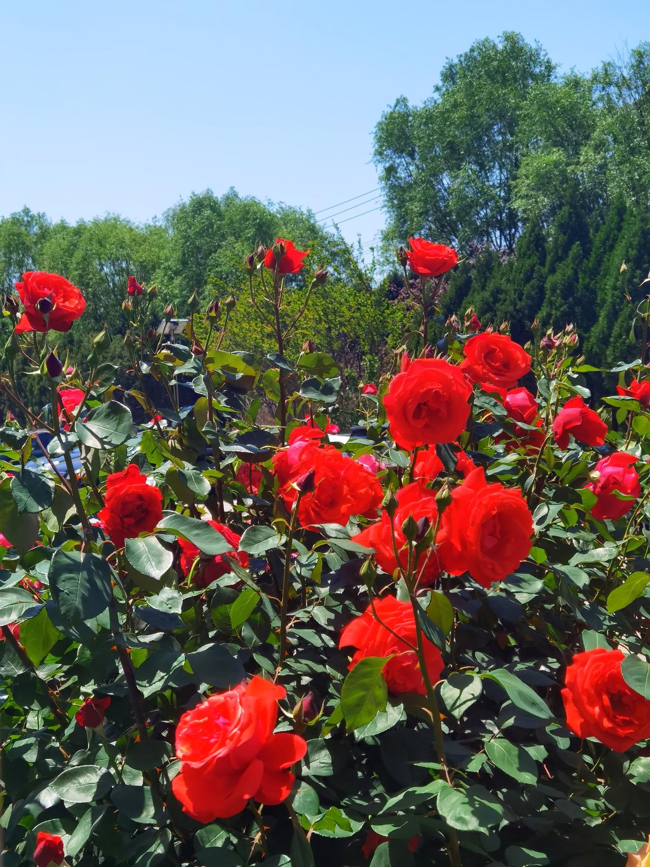 月季花开，
靓丽无声。