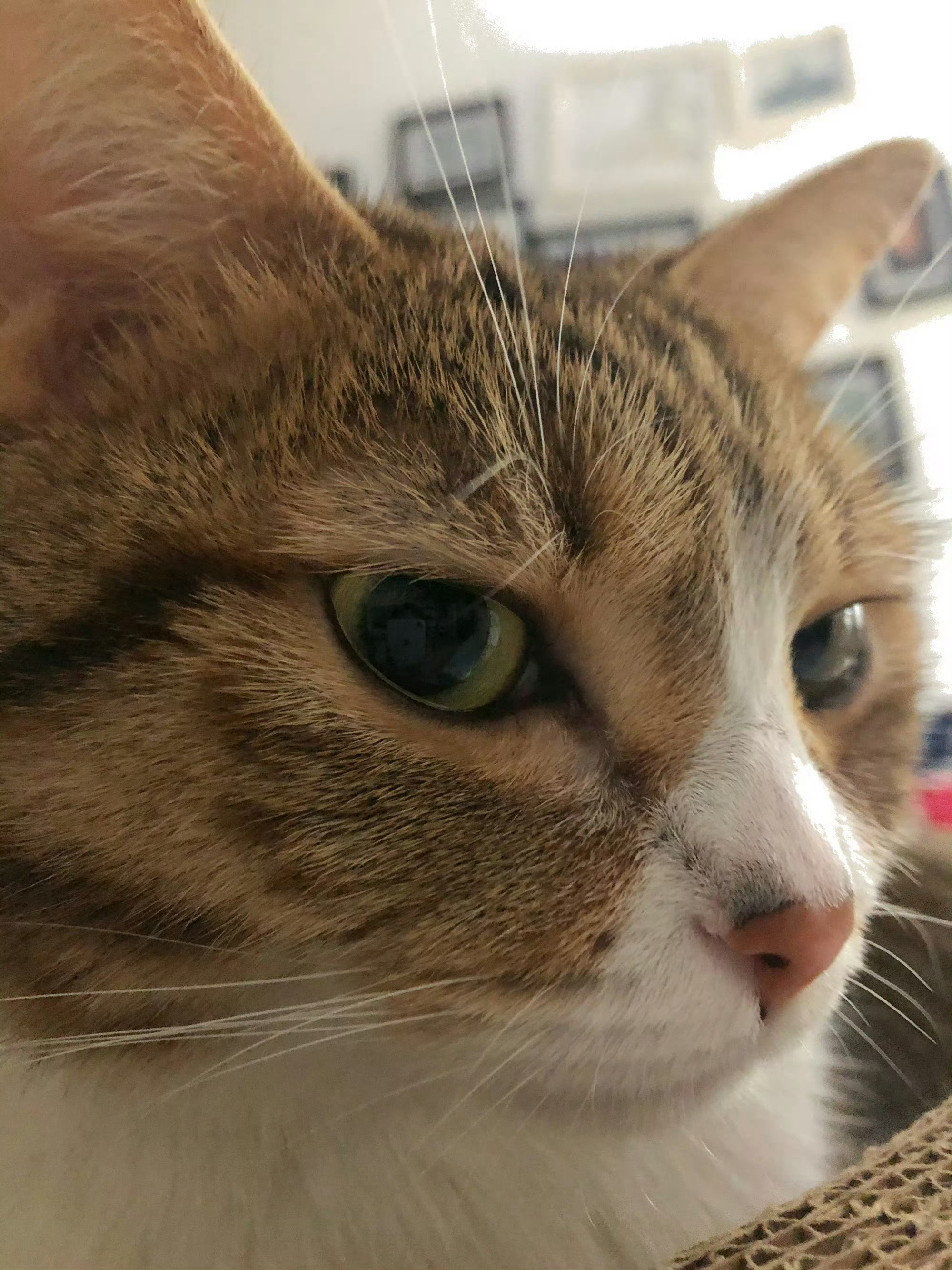 猫知道你在想什么 ​​​