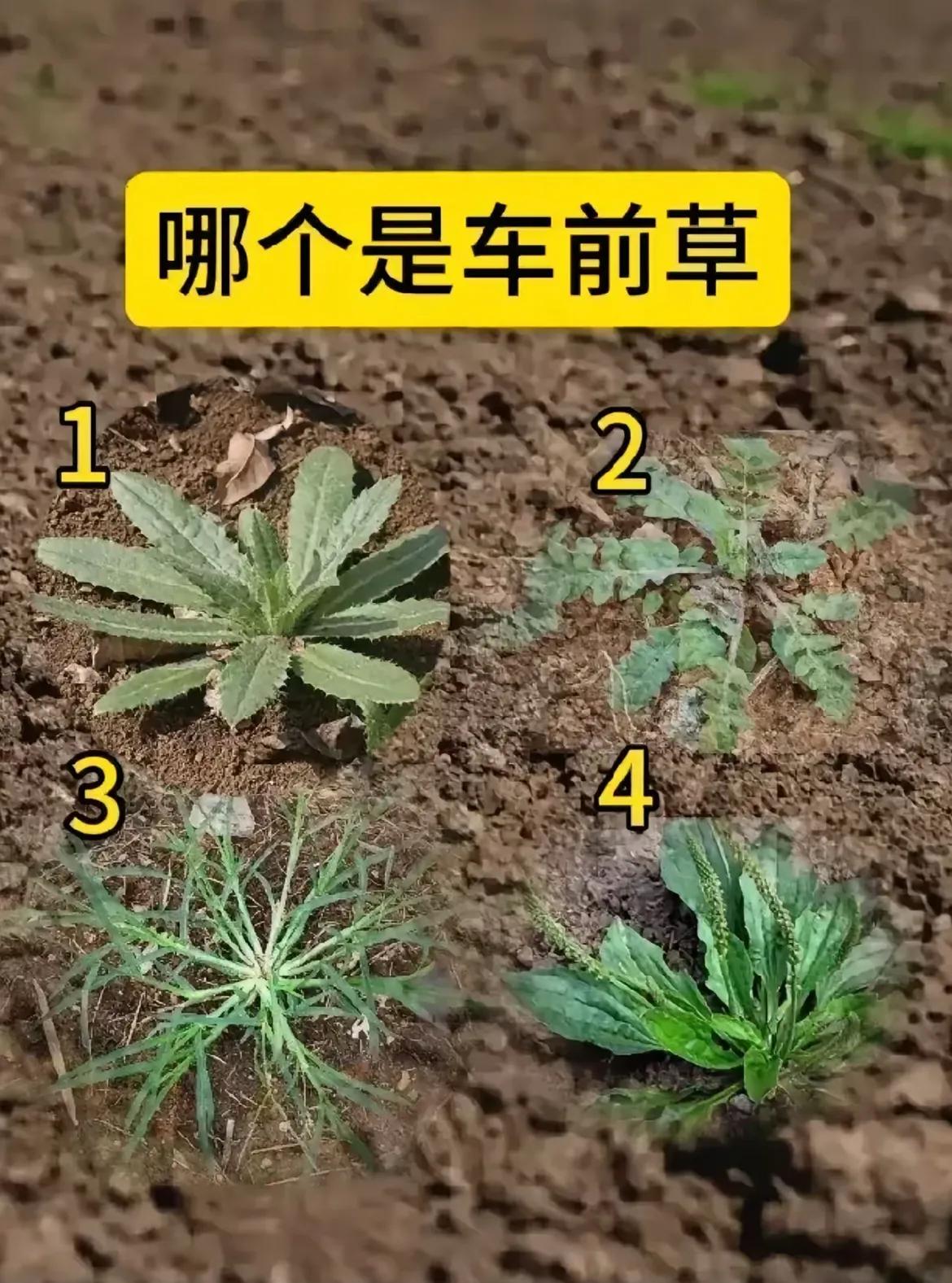 今天，我和朋友一起去地里挖野菜。在众多的野菜中，朋友问我知道不知道哪一个是车前草