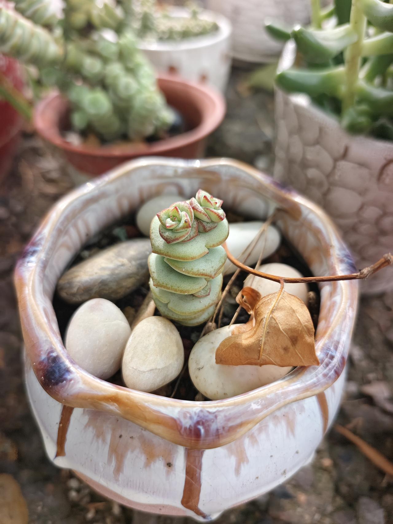 每天清晨的锻炼时间，总会有意想不到的收获，今天遇到了这些盆栽植物，很治愈啊！