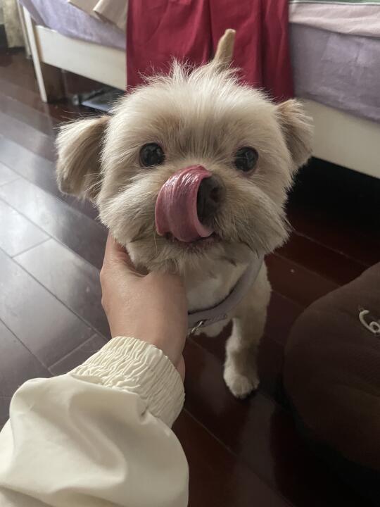 小小的奶福