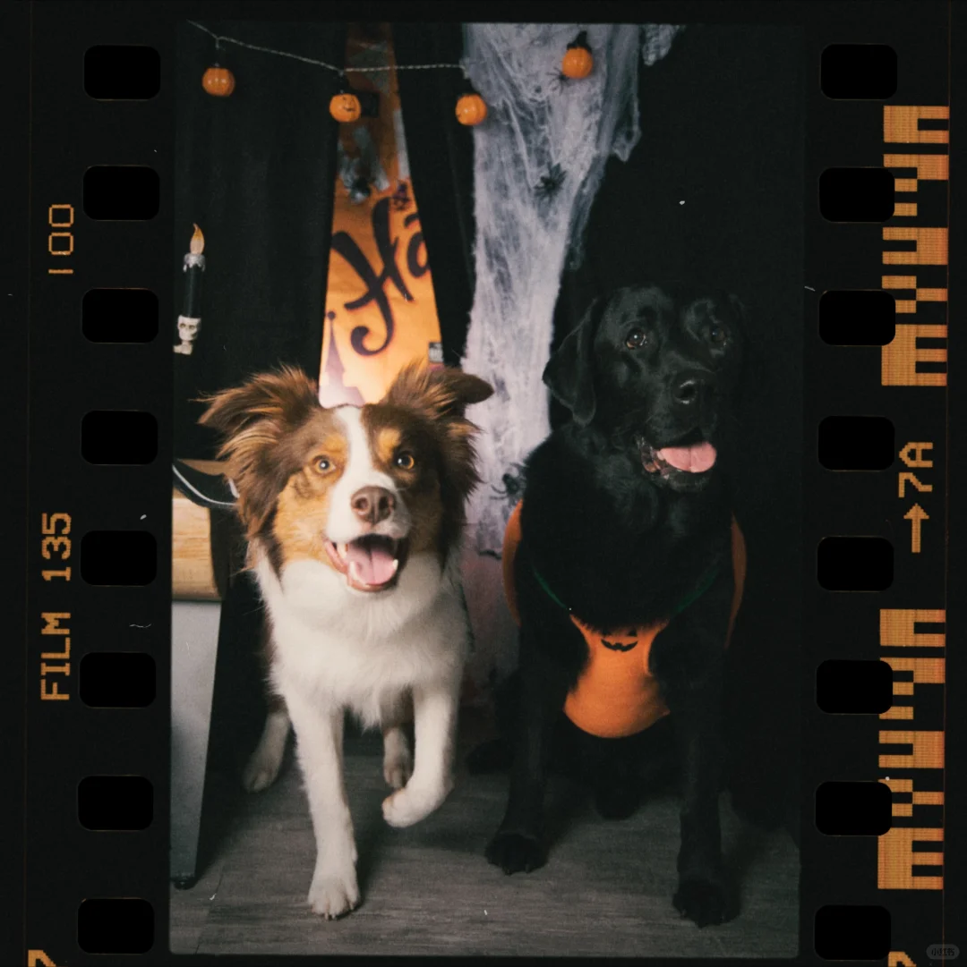 万圣节小狗 🎃