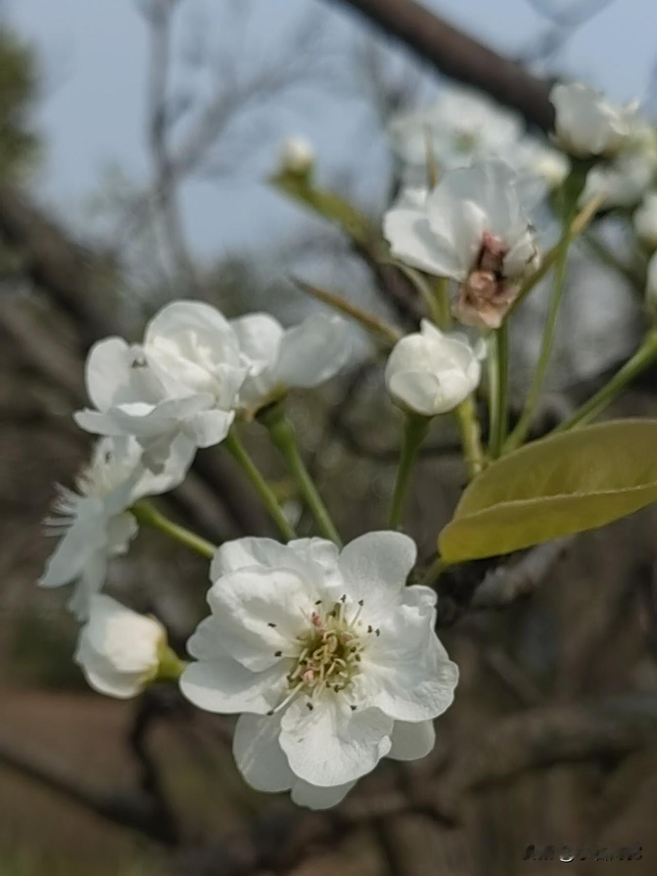 梅花雪
河豚鲜

梅花雪
柑橘香
