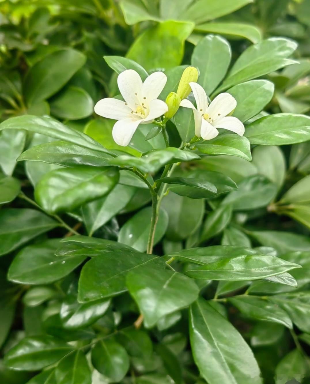 ～365植物心语～ 🌿✨📅 0️⃣8️⃣月1️⃣1️⃣日今日植物：九里香（千